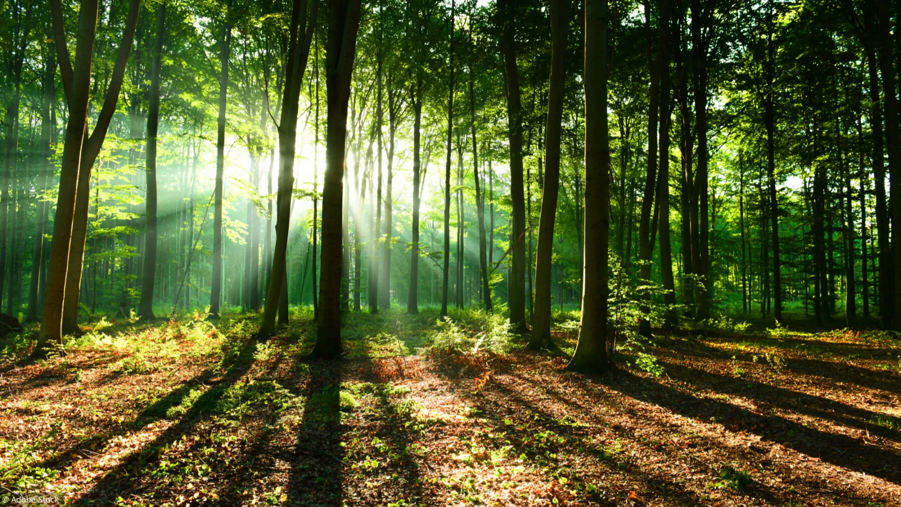 foret-dijon-langres | | La Valdonnière
